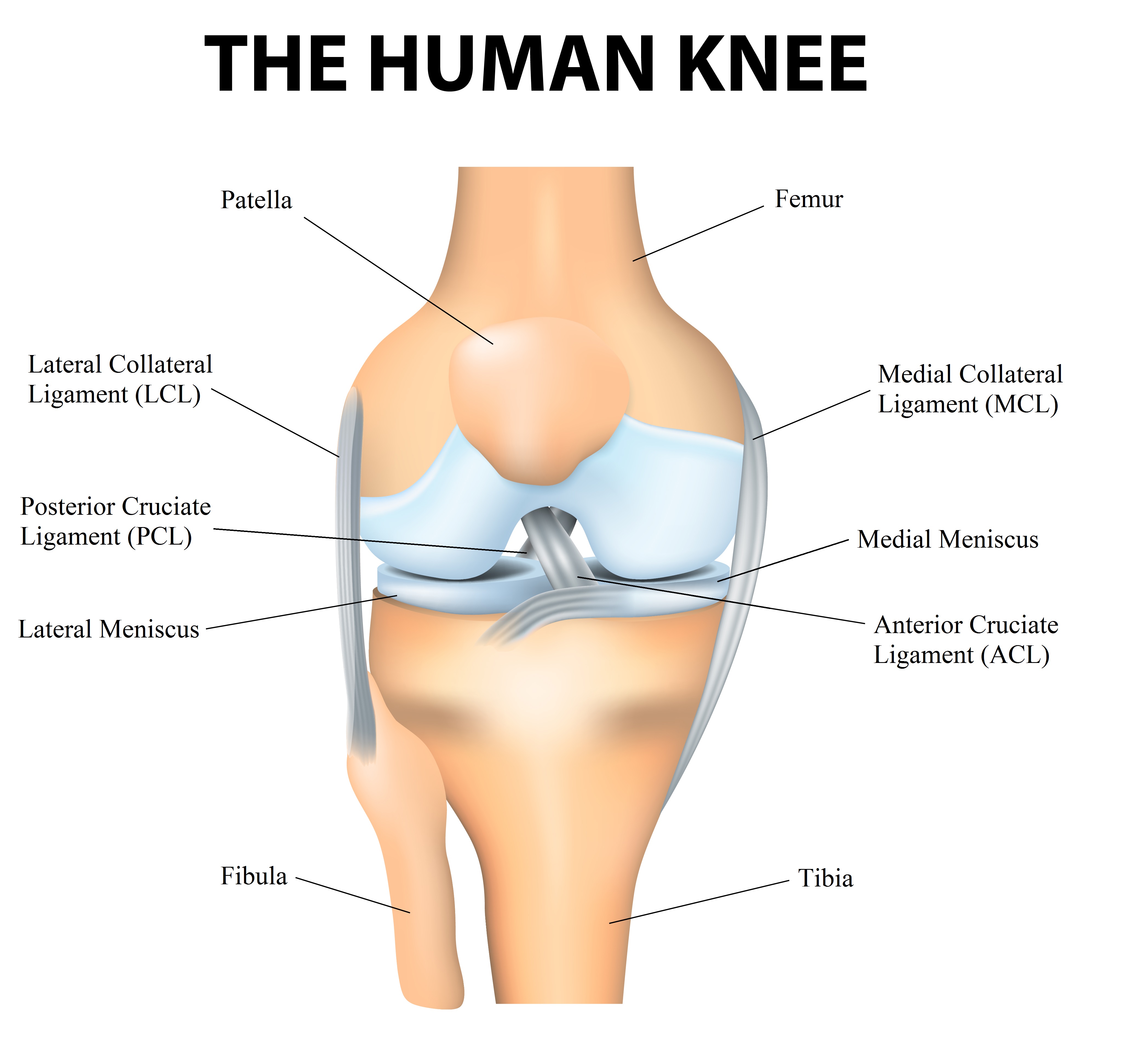 Knee anatomy jpg 2620 2428 Human Knee Knee Joint Anatomy Anatomy 