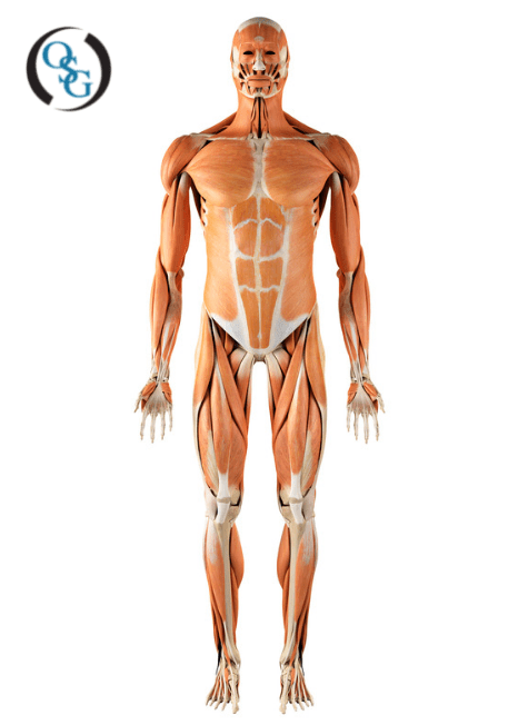 the human body's musculoskeletal system