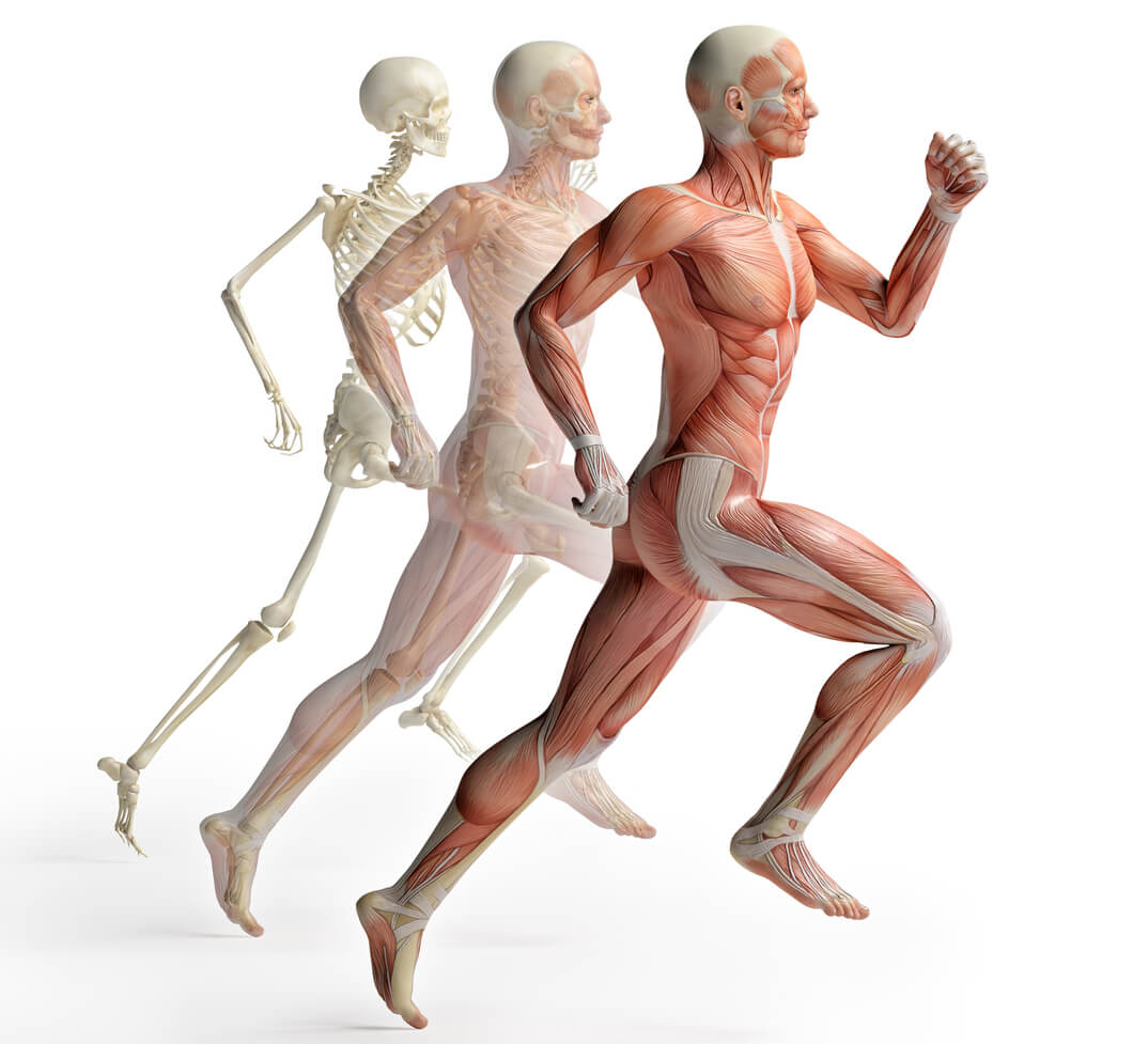 Fun Facts About The Musculoskeletal System Orthopaedic Specialty Group