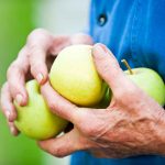 Hands of an 80-year-old man picking up fallen apples from the ground, focus on one hand