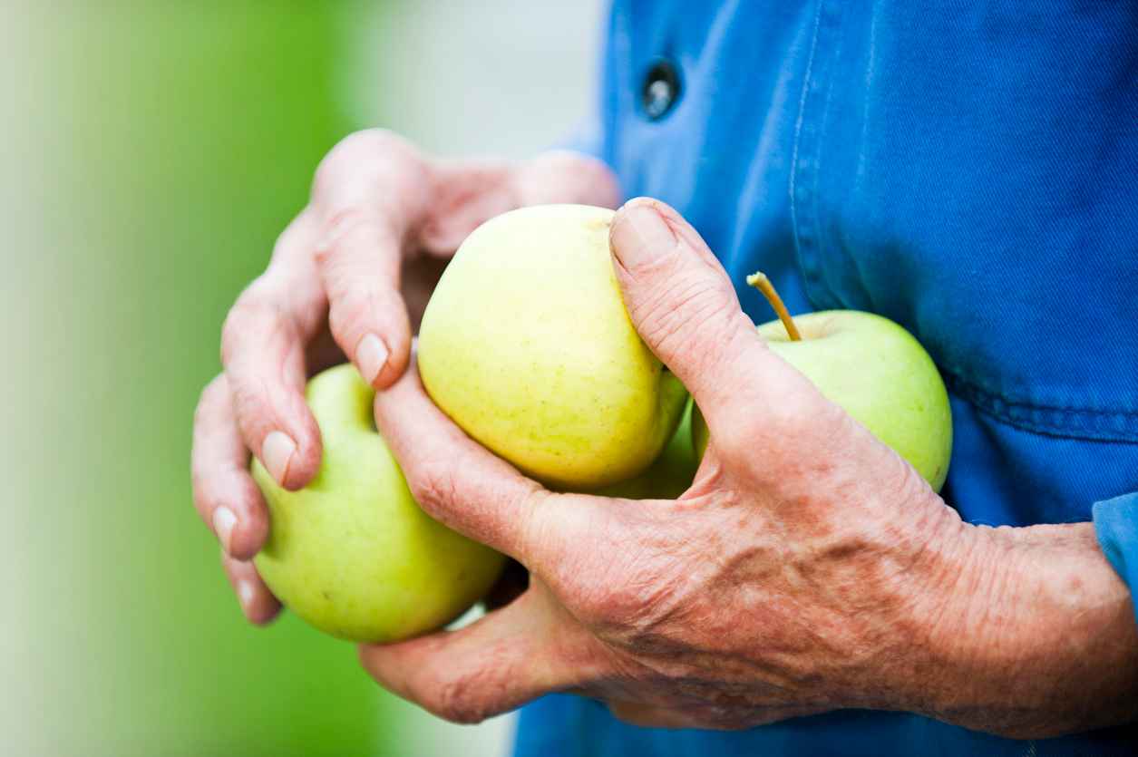 Hands of an 80-year-old man picking up fallen apples from the ground, focus on one hand
