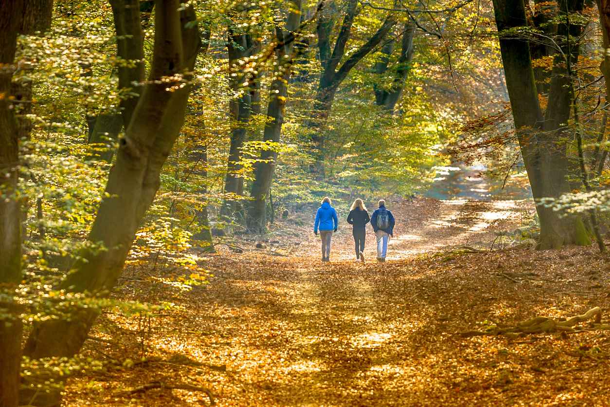 People strolling on Walkway in autumn forest with colorful fall